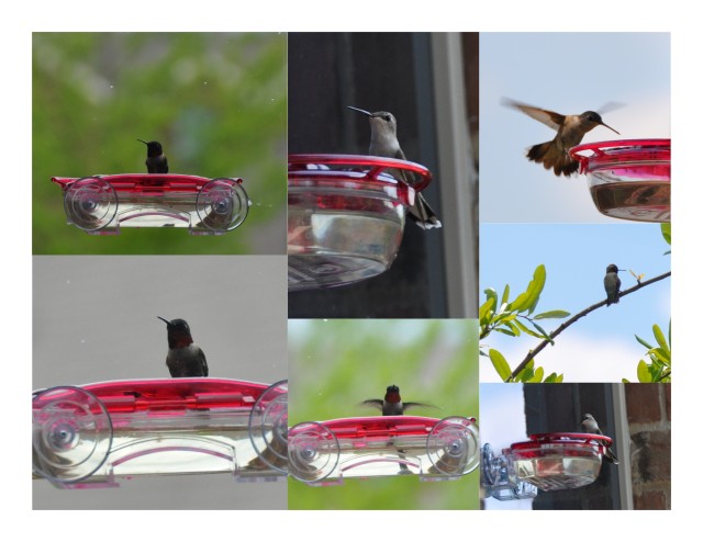 Black-Chinned Hummingbirds Collage